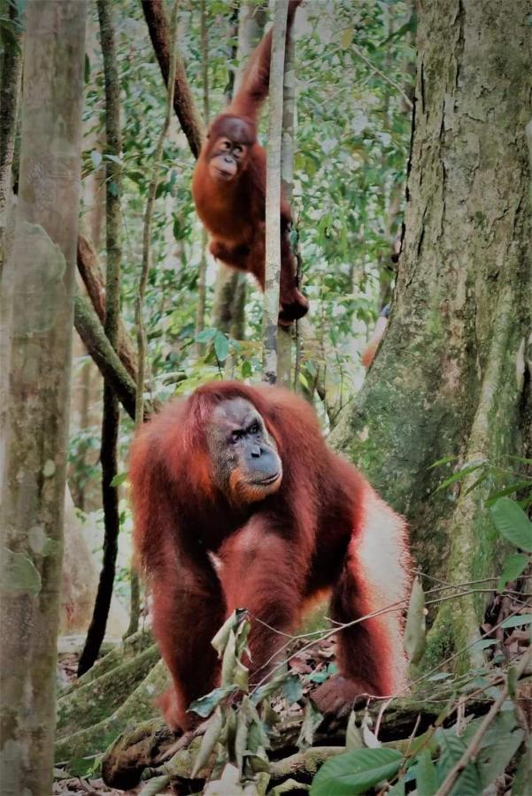 Bukit Lawang Hotel Bagian luar foto
