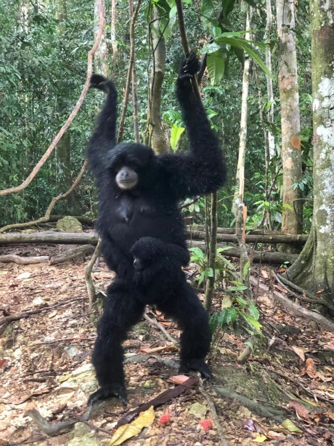 Bukit Lawang Hotel Bagian luar foto