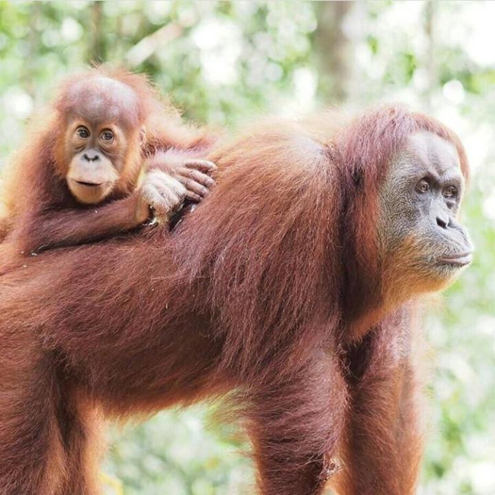 Bukit Lawang Hotel Bagian luar foto