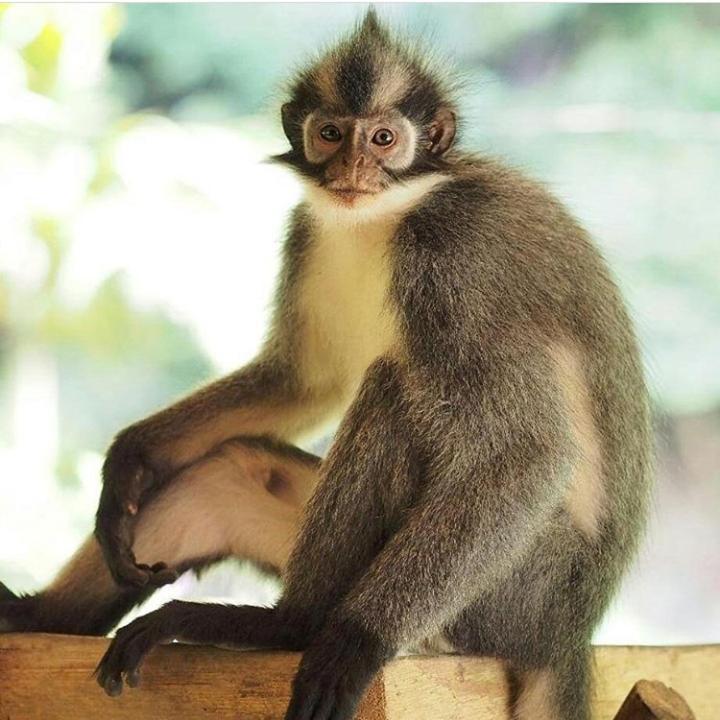 Bukit Lawang Hotel Bagian luar foto