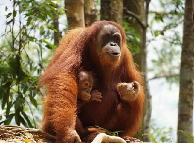Bukit Lawang Hotel Bagian luar foto